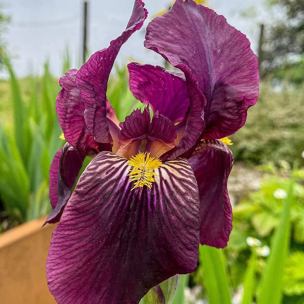 Iris Germanica (Stanjenel) Red Orchid, cu flori mari rosu-magenta parfumate, crestere rapida, bulb plantat ghiveci