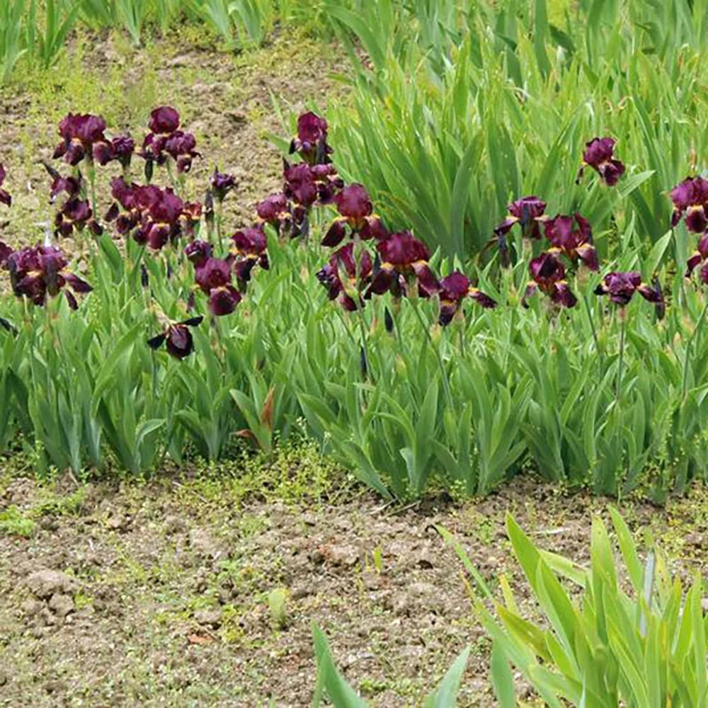 Iris Germanica (Stanjenel) Red Orchid, cu flori mari rosu-magenta parfumate, crestere rapida, bulb plantat ghiveci