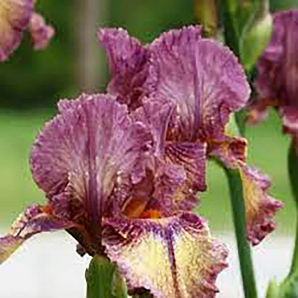 Iris Germanica (Stanjenel) Red Orchid, cu flori mari rosu-magenta parfumate, crestere rapida, bulb plantat ghiveci