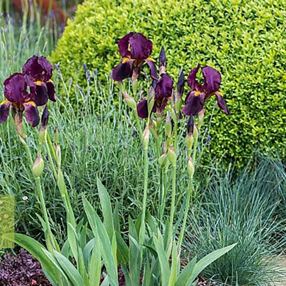 Iris Germanica (Stanjenel) Red Orchid, cu flori mari rosu-magenta parfumate, crestere rapida, bulb plantat ghiveci