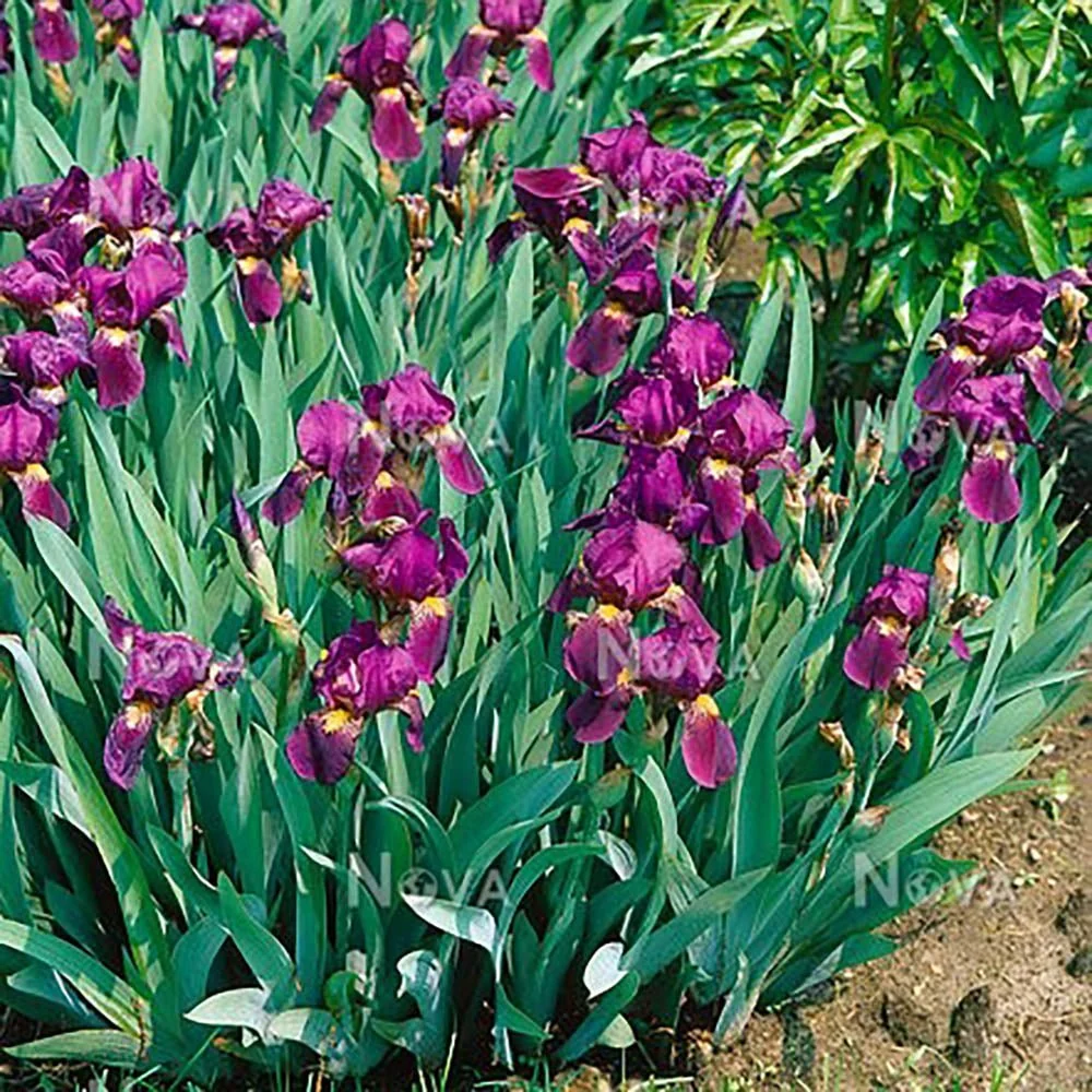 Iris Germanica (Stanjenel) Red Orchid, cu flori mari rosu-magenta parfumate, crestere rapida, bulb plantat ghiveci