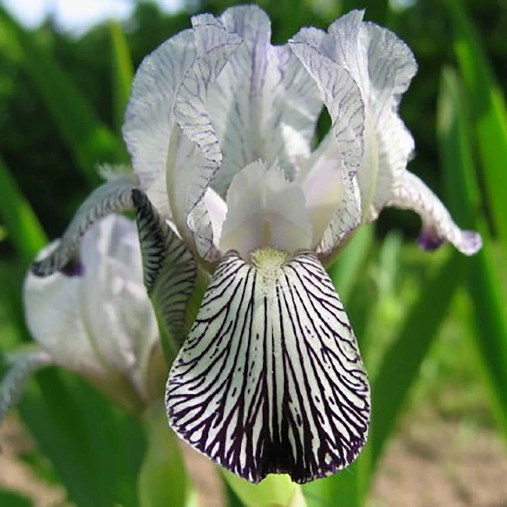 Iris Germanica (Stanjenel) Variegata Regina, cu flori albe si dungi violet parfumate, crestere rapida, bulb plantat ghiveci