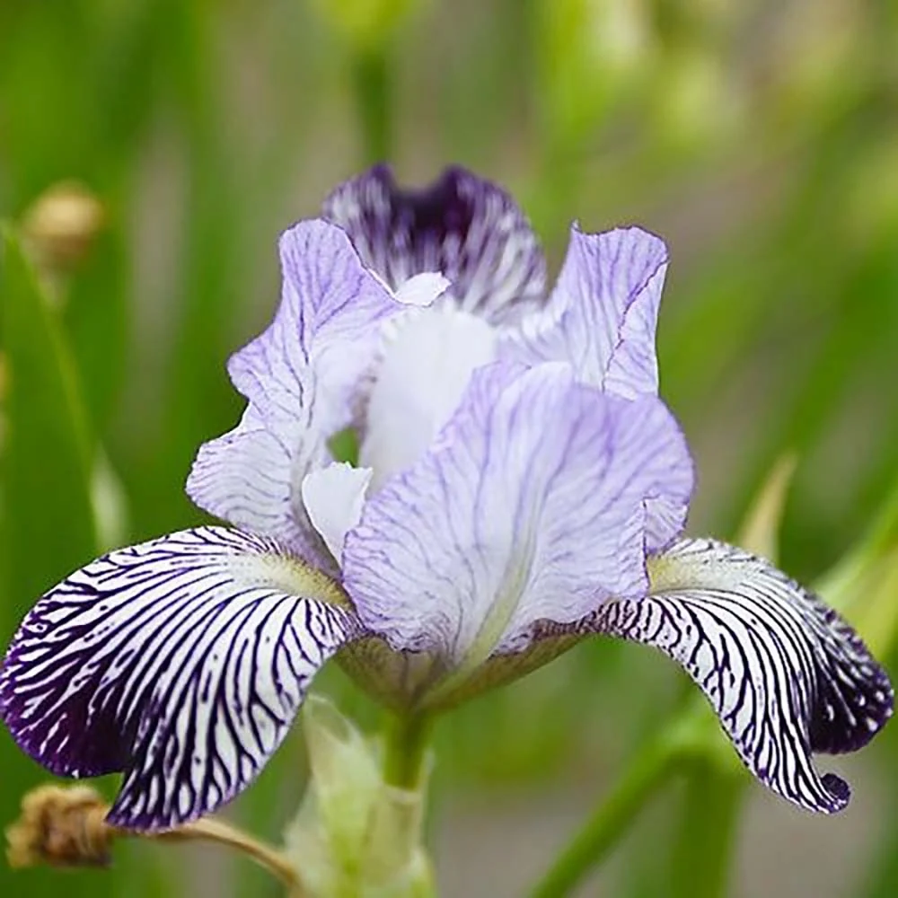 Iris Germanica (Stanjenel) Variegata Regina, cu flori albe si dungi violet parfumate, crestere rapida, bulb plantat ghiveci