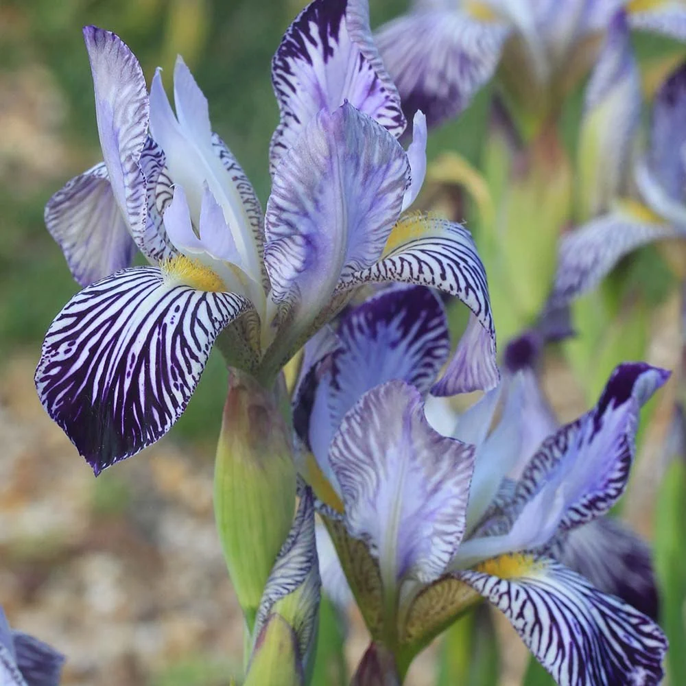 Iris Germanica (Stanjenel) Variegata Regina, cu flori albe si dungi violet parfumate, crestere rapida, bulb plantat ghiveci