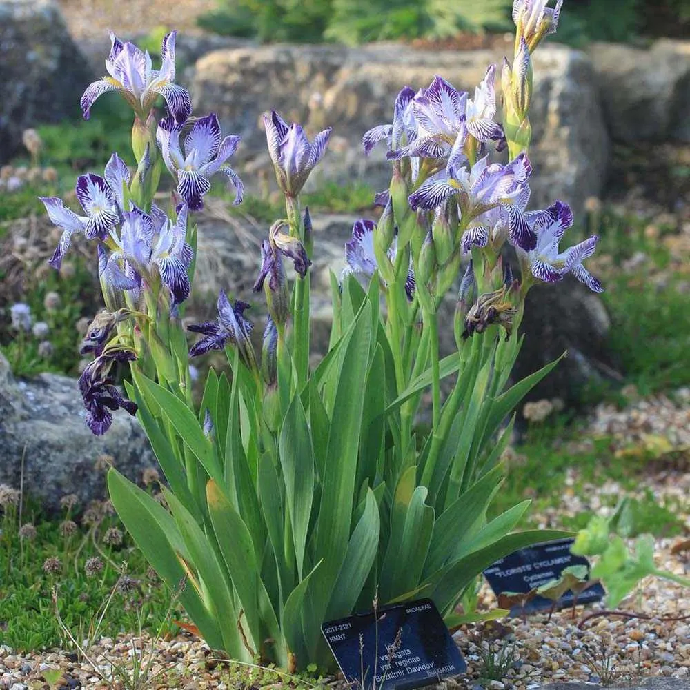Iris Germanica (Stanjenel) Variegata Regina, cu flori albe si dungi violet parfumate, crestere rapida, bulb plantat ghiveci
