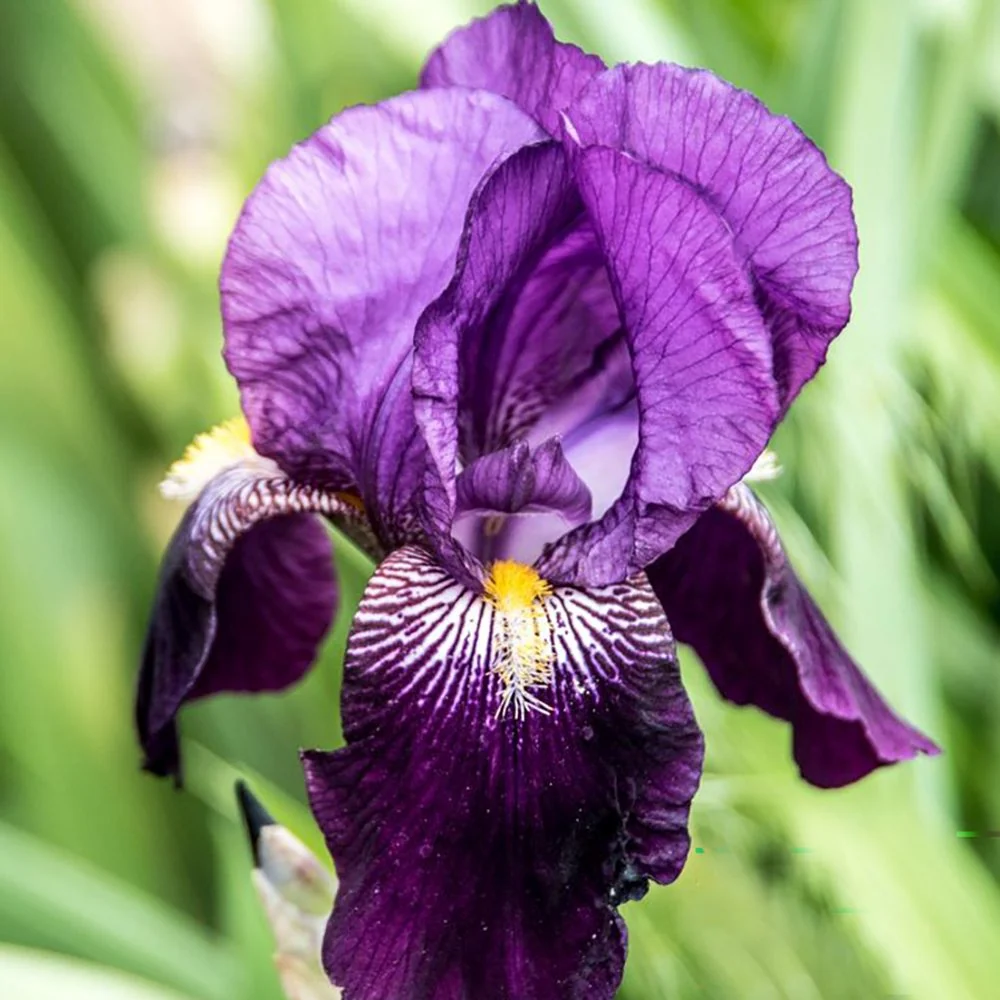 Iris Germanica violet-inchis (Stanjenel) Eleanor Roosevelt, cu flori violet inchis parfumate, crestere rapida, bulb planta...