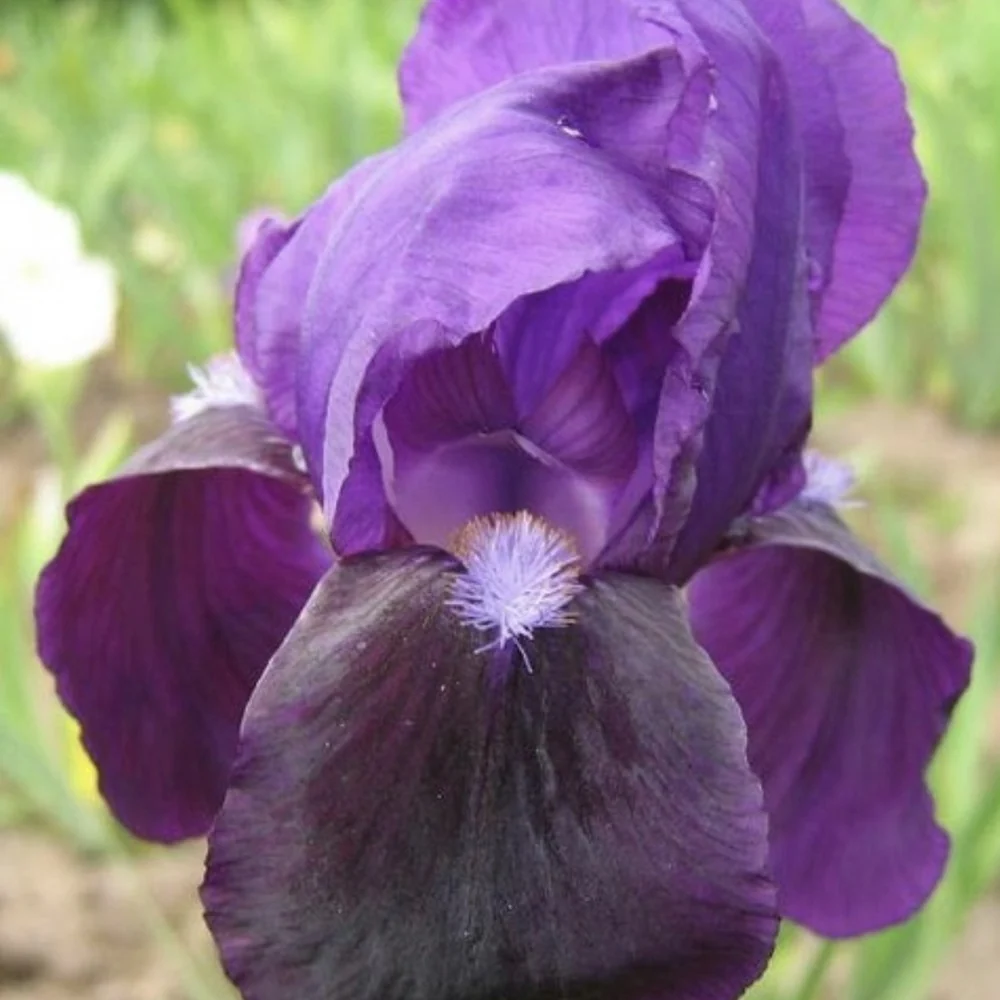 Iris Germanica violet-inchis (Stanjenel) Eleanor Roosevelt, cu flori violet inchis parfumate, crestere rapida, bulb planta...