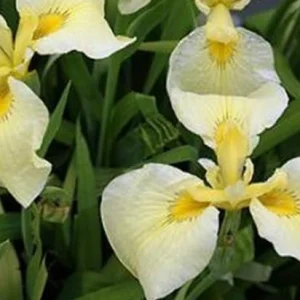Iris kimboshi