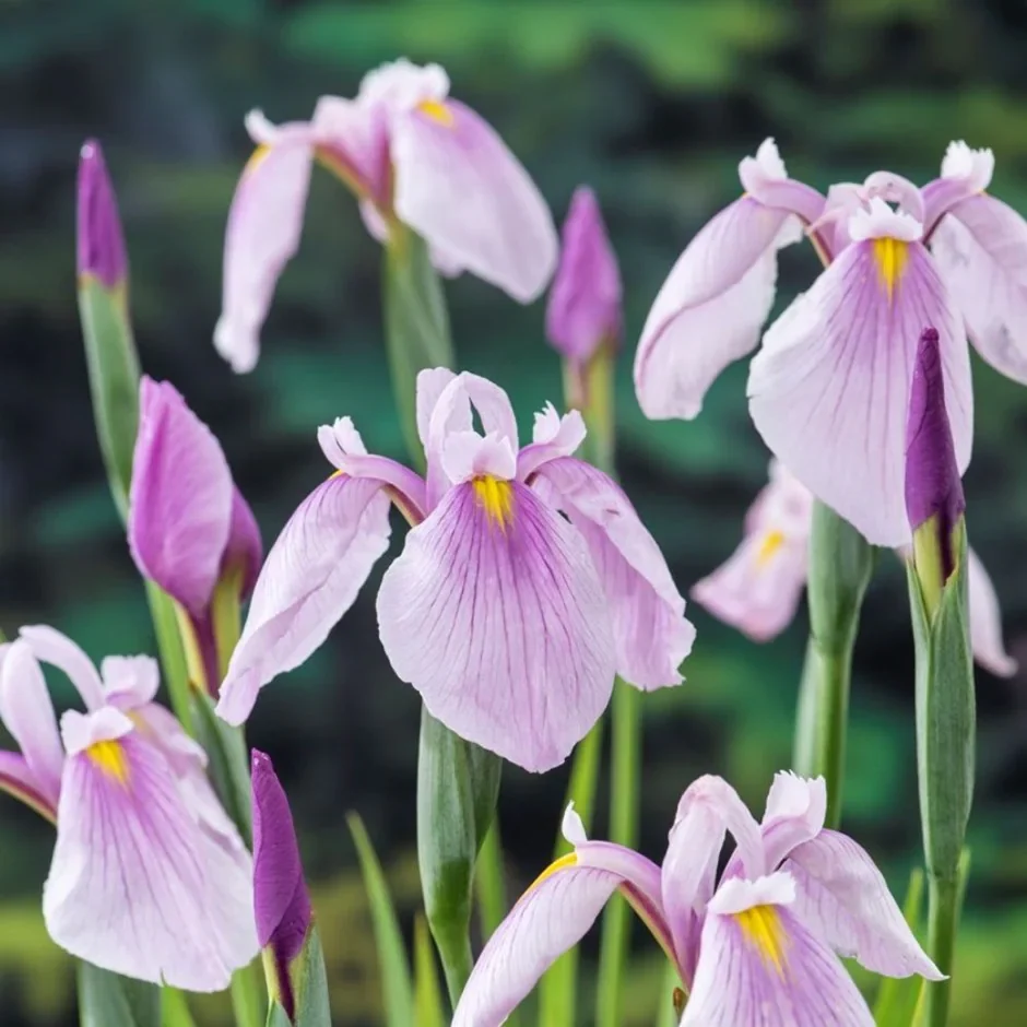 iris laevigata rose queen