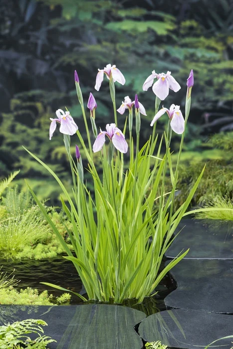 iris laevigata rose queen