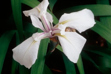 Iris laevigata „Snowdrift”