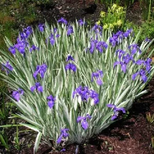 Iris laevigata 'Variegata'