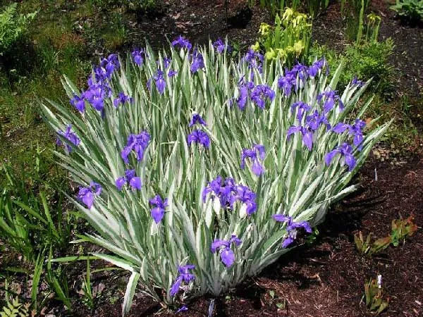 Iris laevigata 'Variegata'