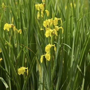 Iris pseudacorus