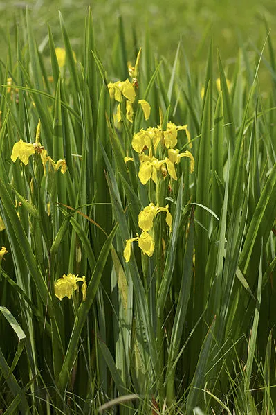 Iris pseudacorus