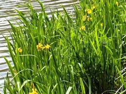 Iris pseudacorus