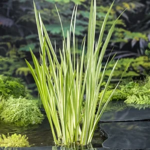 Iris pseudacorus 'Variegata'