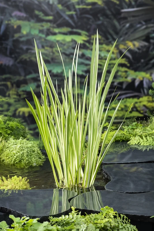Iris pseudacorus 'Variegata'