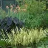 Iris pseudacorus 'Variegata'