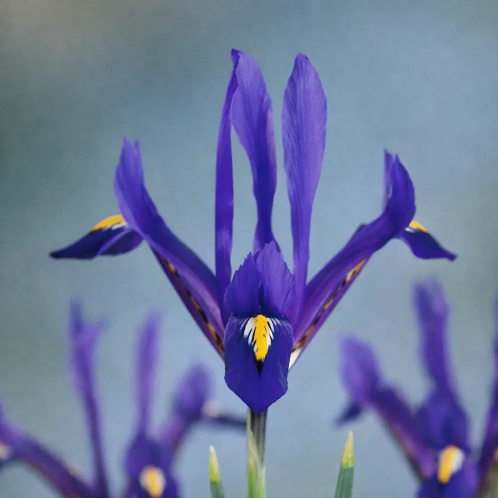 Iris reticulata ‘Rapsody’ (Blue) - iris pitic de primavara