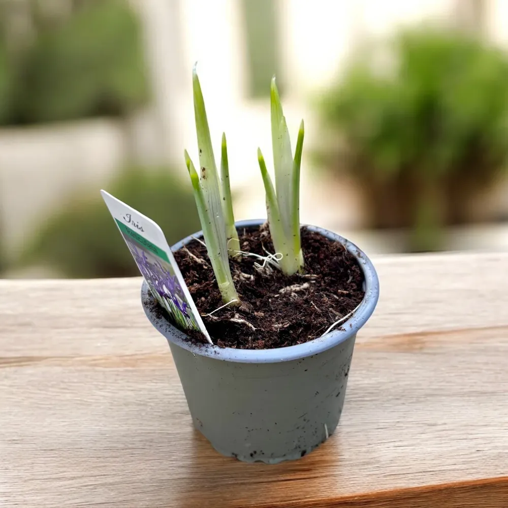Iris reticulata ‘Rapsody’ (Blue) - iris pitic de primavara