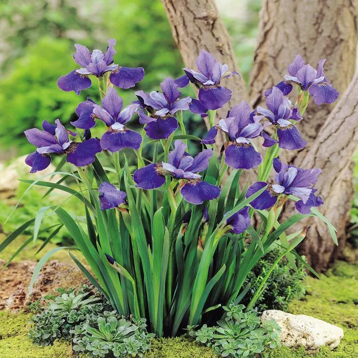 Iris sibirica