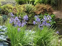 Iris sibirica