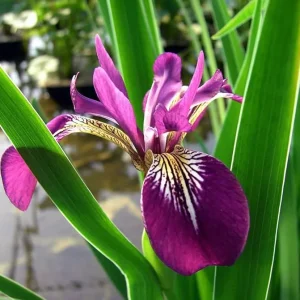 Iris Versicolor Kermesina