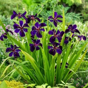 Iris violapurpurea black gamecock