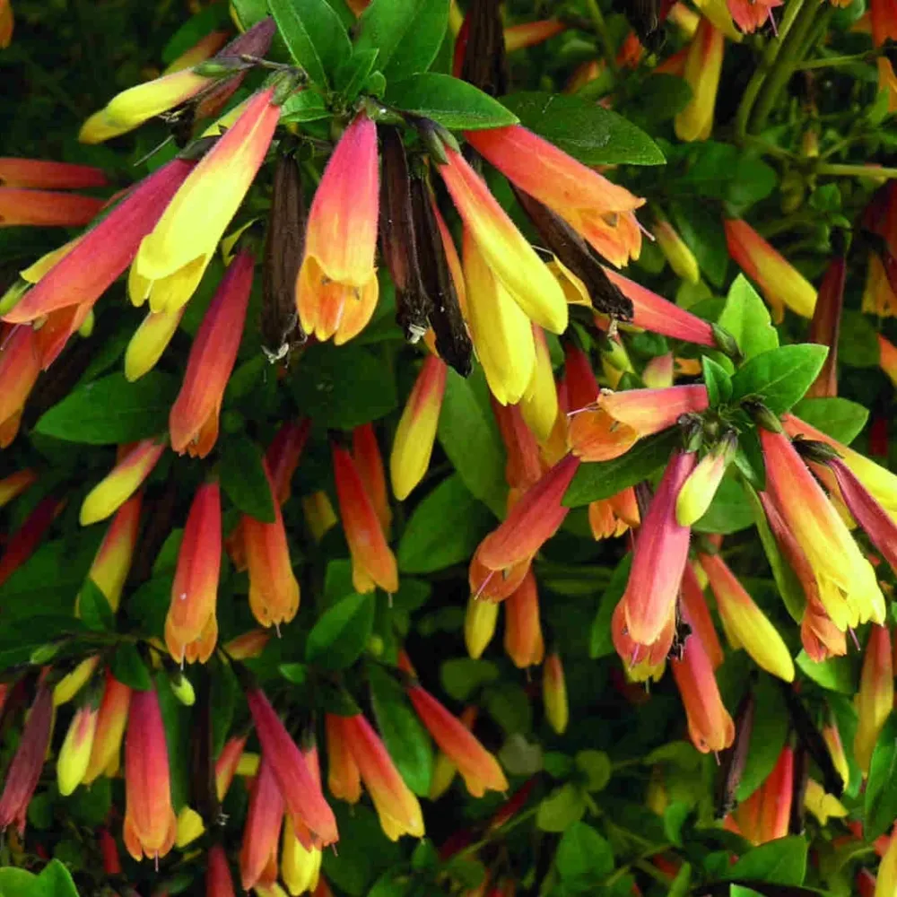 Jacobinia pauciflora (Iacobinia) – planta decorativa cu inflorire exotica si aspect tropical