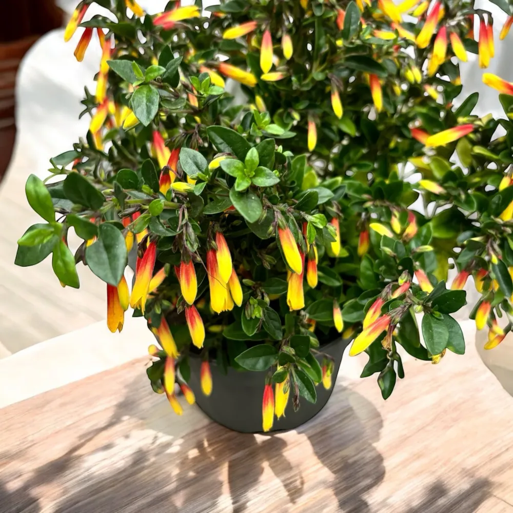 Jacobinia pauciflora (Iacobinia) – planta decorativa cu inflorire exotica si aspect tropical