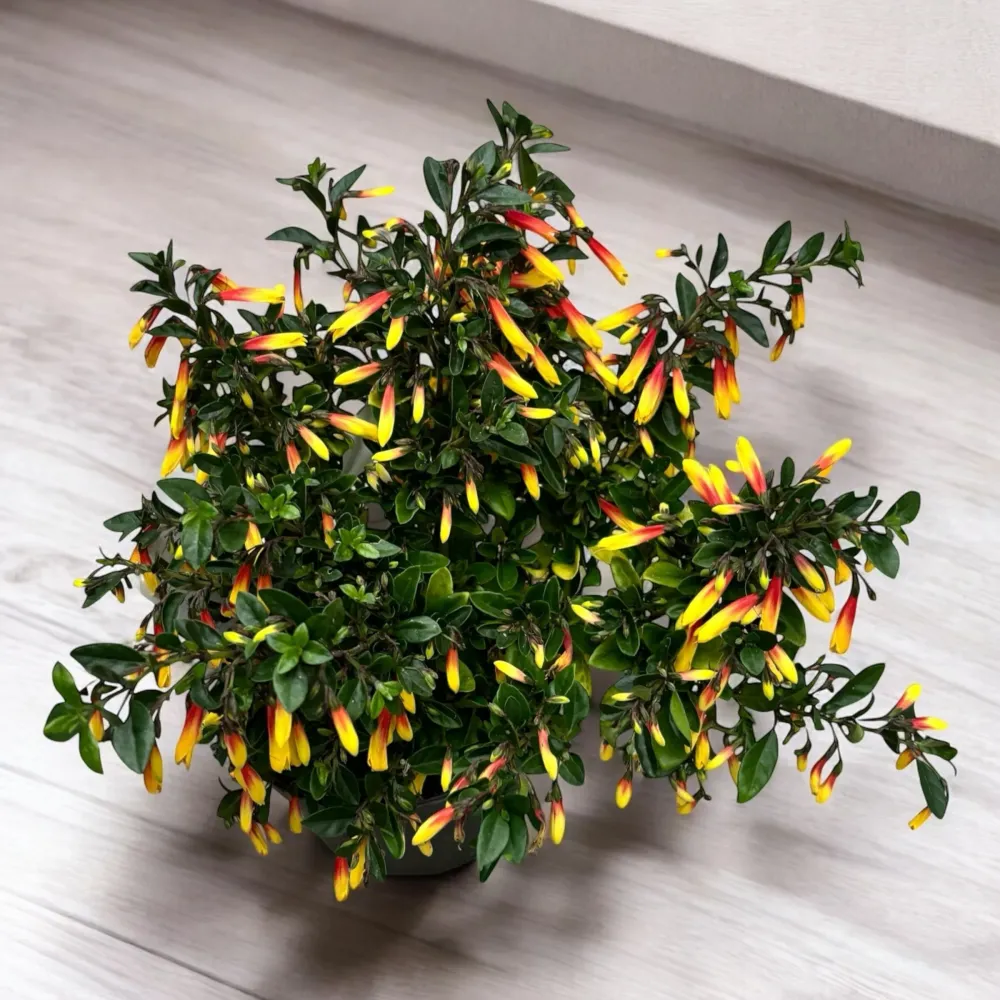 Jacobinia pauciflora (Iacobinia) – planta decorativa cu inflorire exotica si aspect tropical