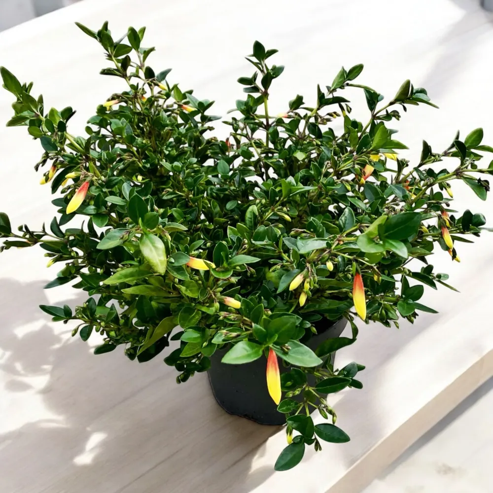 Jacobinia pauciflora (Iacobinia) – planta decorativa cu inflorire exotica si aspect tropical