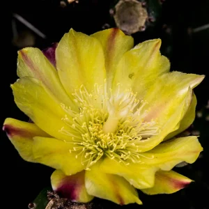Joseph's Coat (Opuntia monacantha)