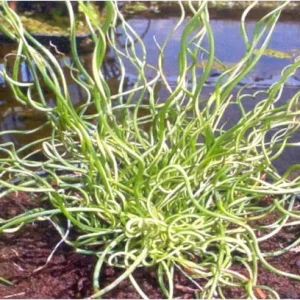 Juncus effusus "spiralis"
