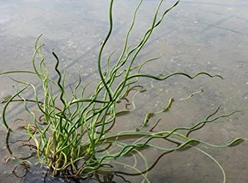Juncus effusus "spiralis"