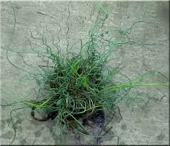 Juncus effusus "spiralis"