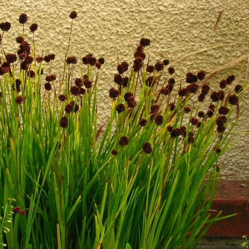 Juncus ensifolius