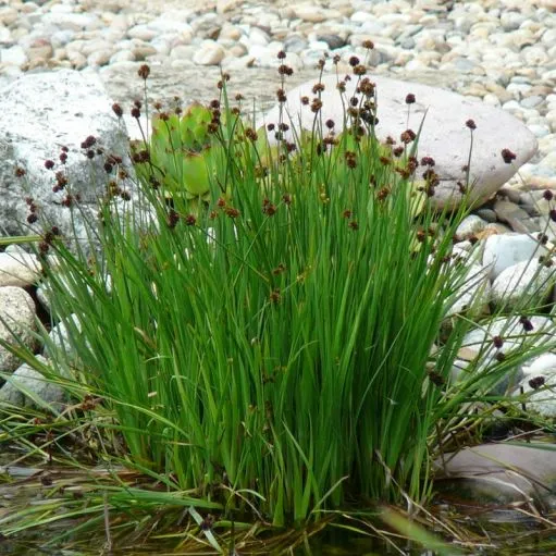 Juncus ensifolius