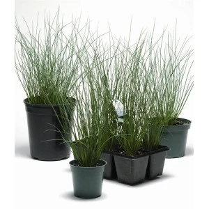 Juncus inflexus
