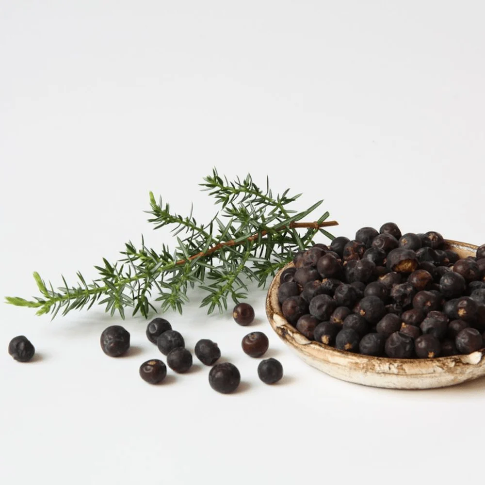 Juniperus communis 'Meyer' - cultura biologica