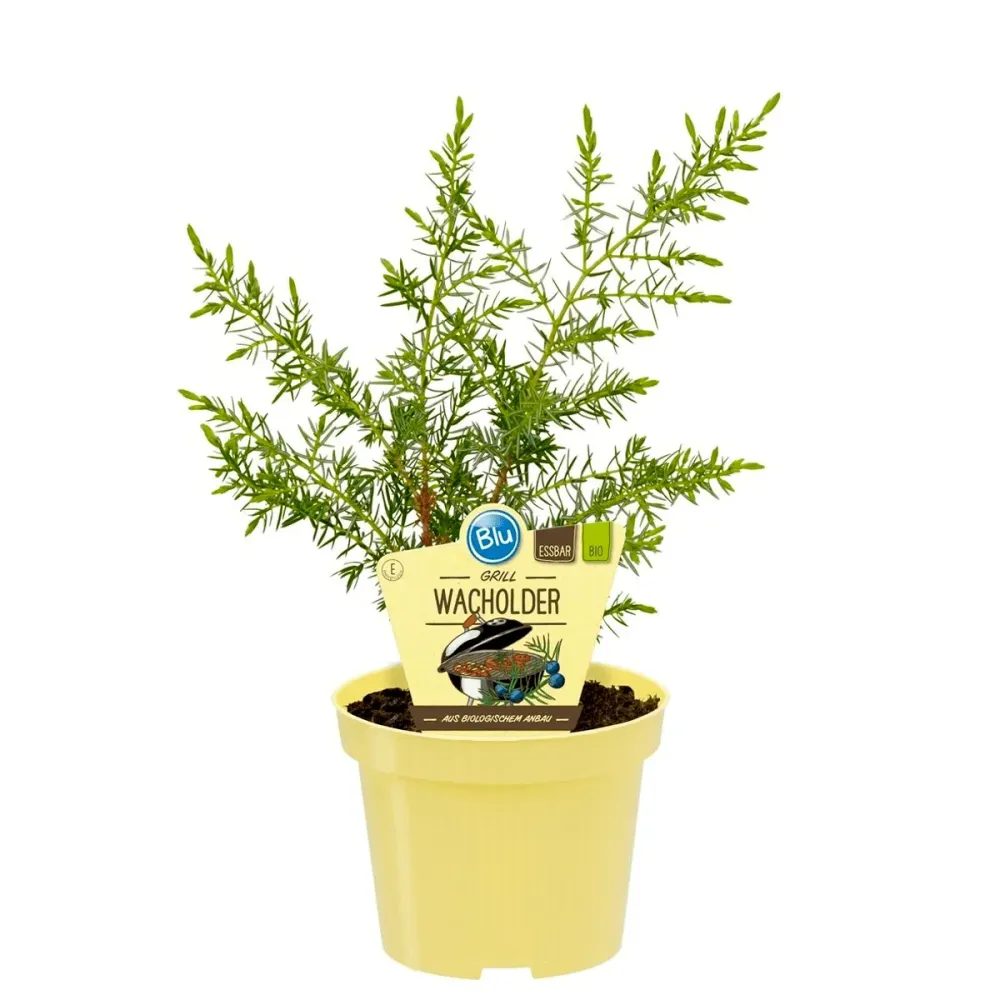 Juniperus communis 'Meyer' - cultura biologica