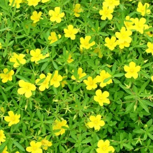 Jussiae grandiflora