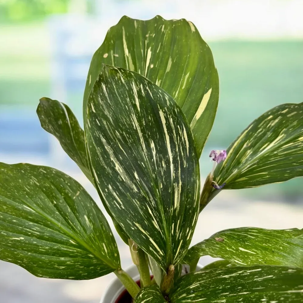 Kaempferia pulchra ‘Marble Variegata’ – frunzis marmorant si inflorire exotica