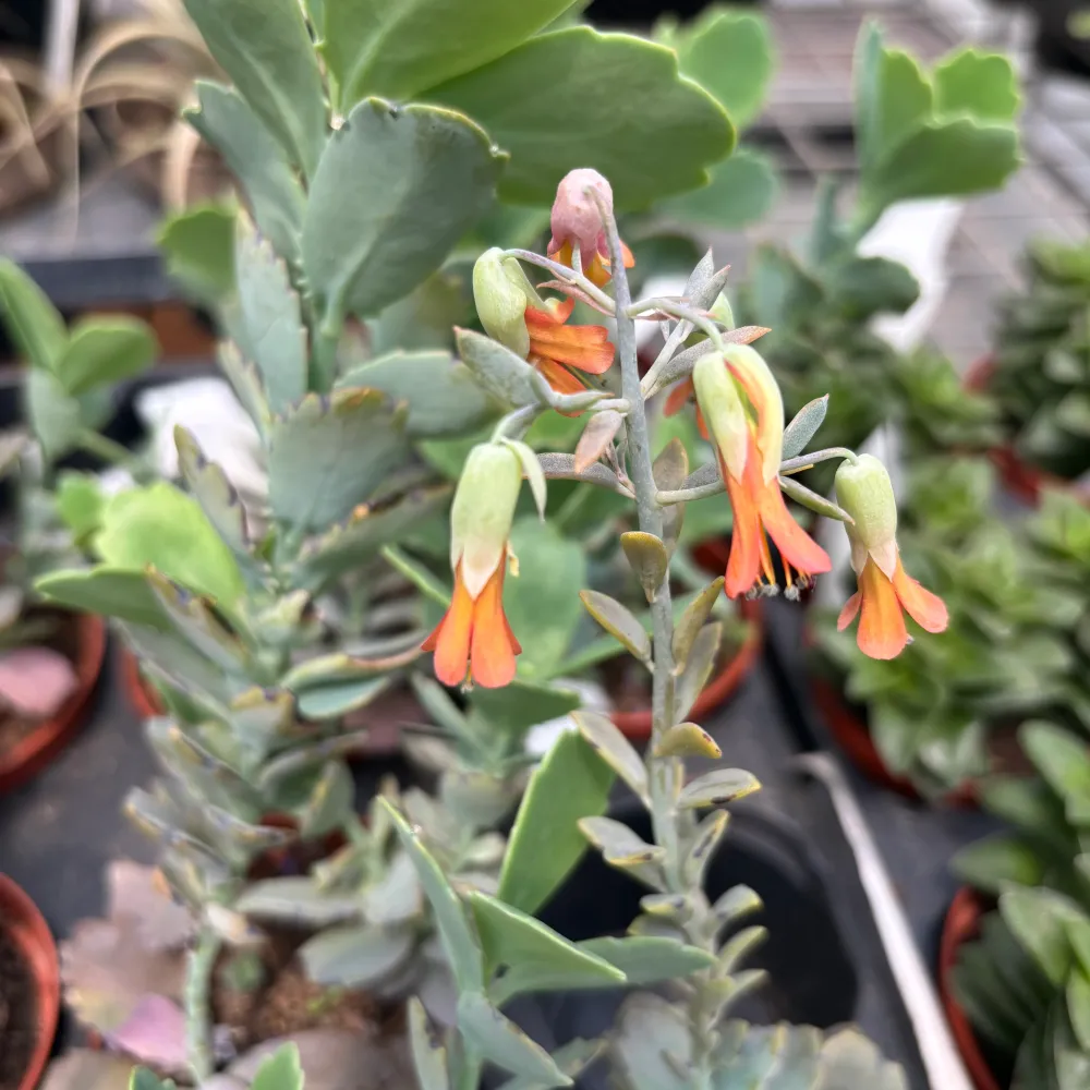 Kalanchoe Ameg