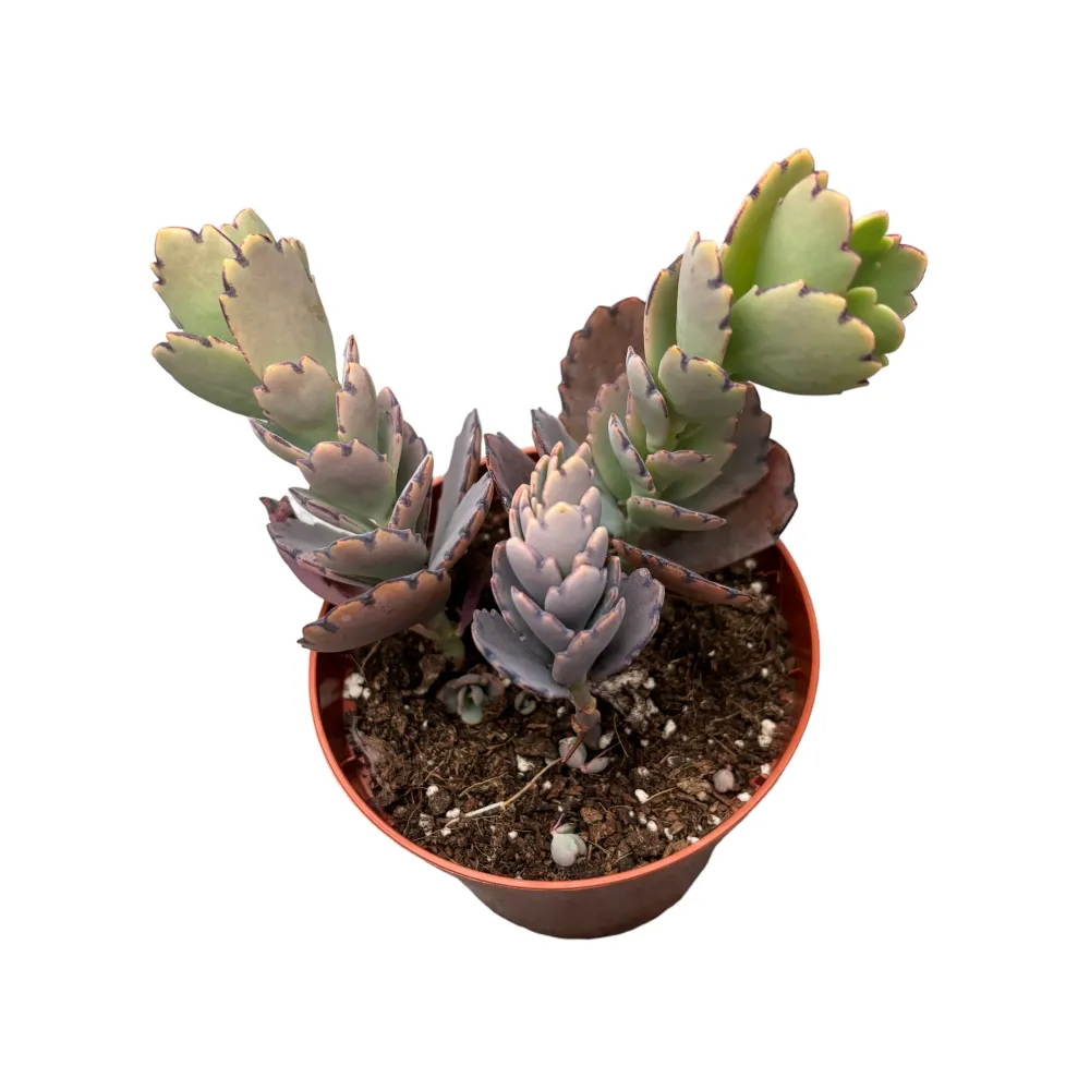 Kalanchoe Ameg