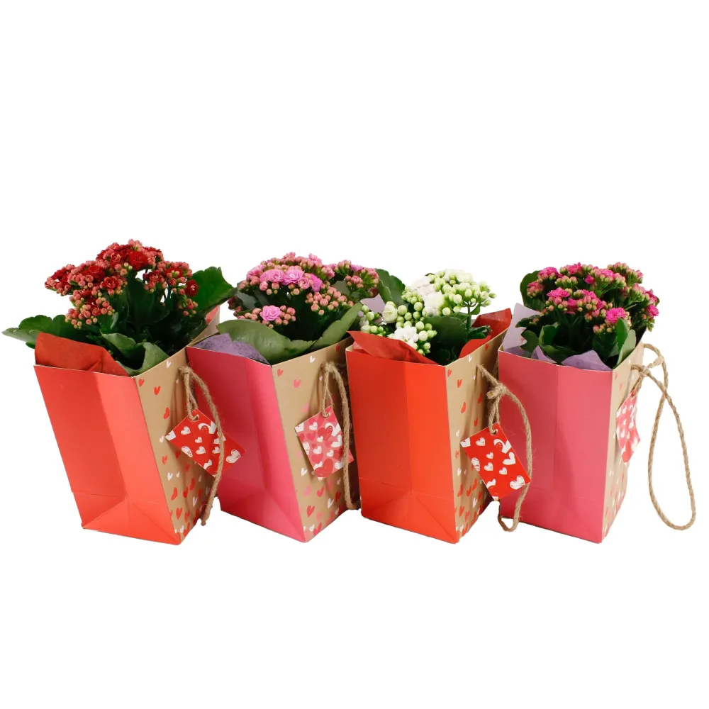 Kalanchoe blossfeldiana punga cadou - mix de culori