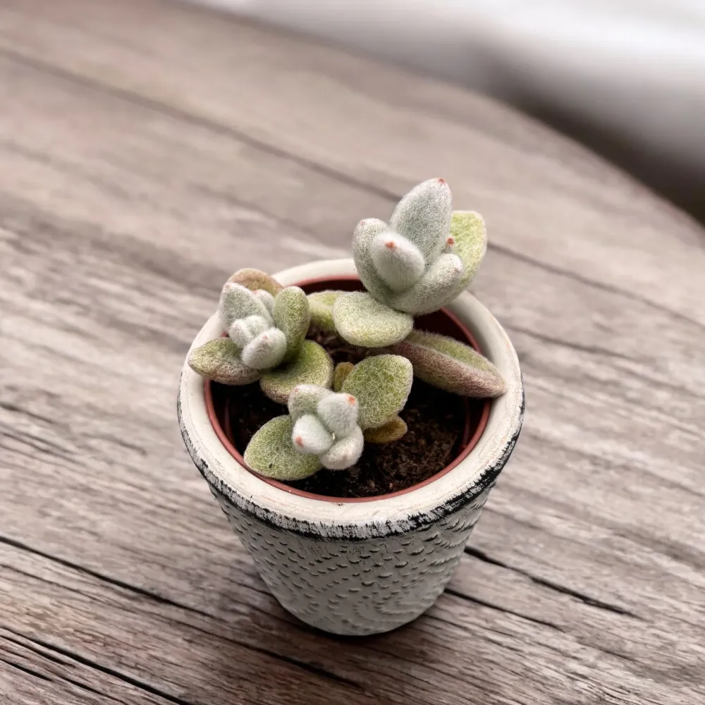 Kalanchoe Eriophylla (Snow White Panda Plant)