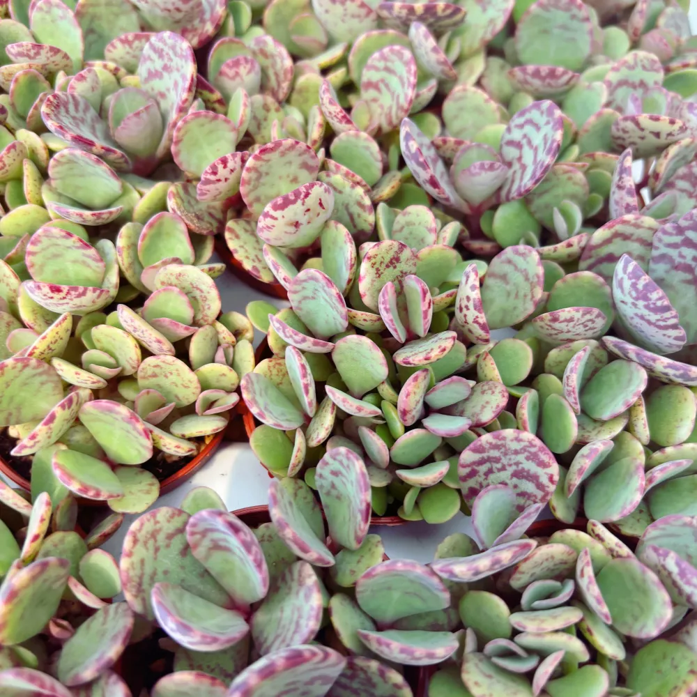 Kalanchoe Marmorata (leopard) D5