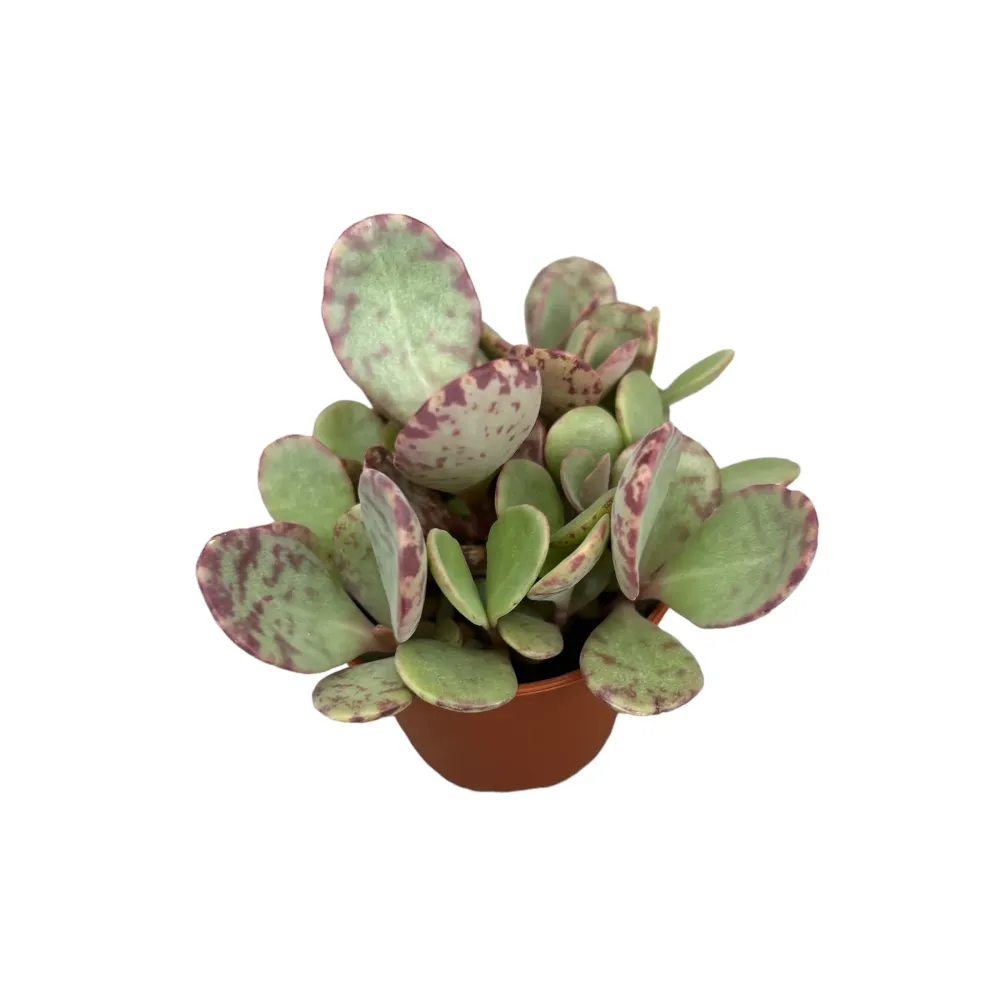 Kalanchoe Marmorata (leopard) D5